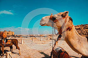 Close side view of a beautiful camel around the great pyramids of giza, sand around it