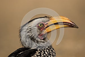 A close side view of the face of a Southern Yellow-billed Hornbill, Kruger National Park.