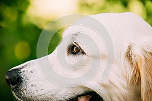 Close Side View Head Muzzle Portrait Of Yellow Golden Labrador Retriever Dog