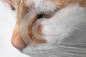 Close side view of the head of a red and white cat