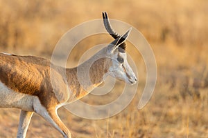 Close side view on springbok antelope antidorcas marsupialis in savanna