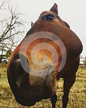 Close Sniffing Horse