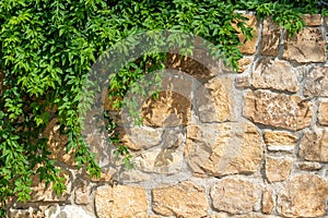 Close stone wall with green leaf