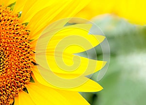 Close beautiful sunflower with a bright yellow