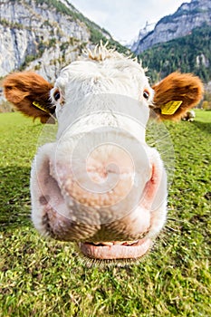 Close swiss cow smile