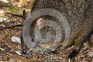 Close of Tasmanian Pademelon foraging in the forest near Waldheim`s Cabin in Cradle Mountain-Lake Saint Clair National Park, Aust