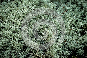 Close Of Texture of Reindeer Moss