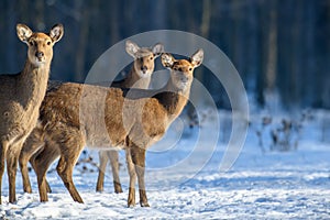 Close three young majestic red deer in winter forest. Cute wild mammal in natural environment