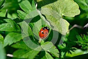 Close to a cute little ladybird ladybug