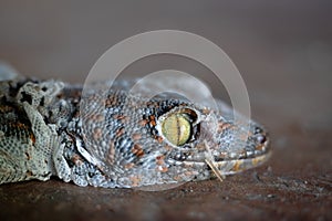 Close to Gecko molting off the old skin on the floor.