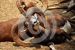 Close to a mouflon