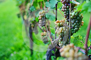 Close to ripe grapes on a vine in a hillside vineyard in Europe. Close up shot, shallow depth of field, no people