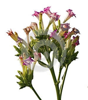 Close upon tobacco, nicotiana tabacum, beautiful flowers in white background photo