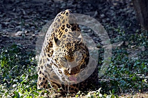 Close of a Tongue out jaguar/leopard.