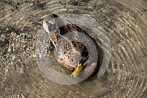 A close top view of a duck swiming in a clear lake, Croatia.