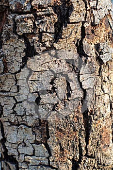 So close tree bark texture