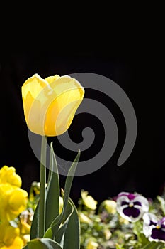 Close of tulipe photo