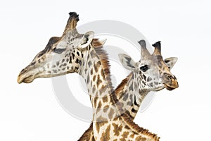 Two heads of male giraffes isolated on white fighting in Masai Mara in Kenya photo