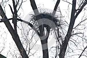 Bald Eagle nest