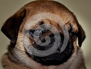 Close-uo cute pug puppy portrait