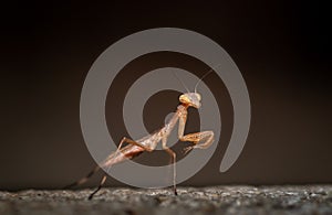 Close uo portrait of a praying mantis