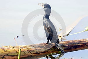 Close uo shot of an Indian Darter Bird