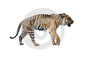 Close uo of tiger isolated on the White background