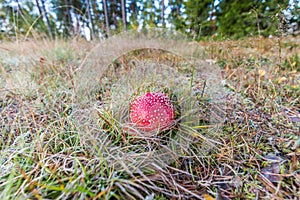 Close uo of young fly agaric, Amanita muscaria