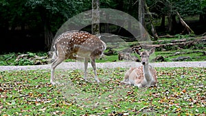 Close-up of 2 common fallow deers lying down get up