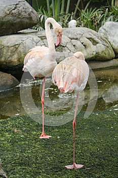 Close up of 2 flamingos standing with one leg