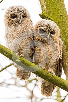 close-up 2 joung Tawny Owls