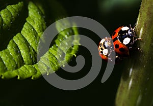 Close up of 2 ladybugs