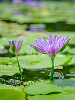 Close up of 2 lotus flowers in the pond
