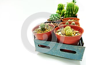 Close Up 2 Row Collection of cactus white background