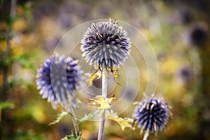 Close up of 3 blue globe thistles, with foliage in the background, with a shallow depth of field