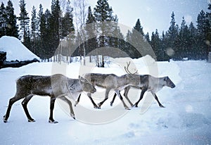 close up 3 reindeers walking in the snow lapland finland scandinavia frozen white snow with pine forest trees