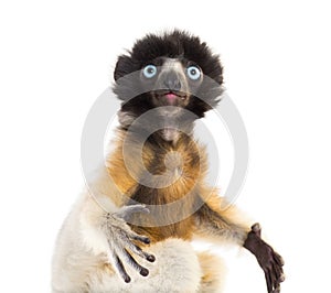 Close-up of 4 months old baby Crowned Sifaka