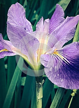 Close-up of a beautiful Iris bloom