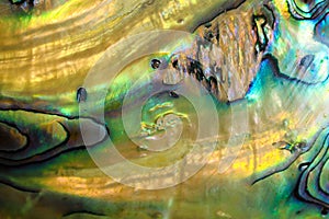 Close up Abalone shell detail