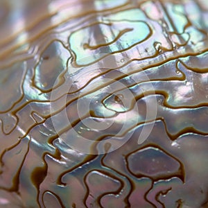 Close-up of an abalone shell (Haliotis)