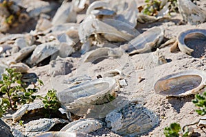 Close up of abalone shells on a beach