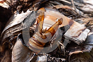 Close Up of Abandoned Cocoon of Argentine Butterfly called Paysandisia Archon in Summer