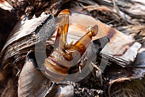 Close Up of Abandoned Cocoon of Argentine Butterfly called Paysandisia Archon in Summer