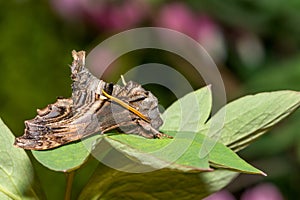 Abbott's Sphinx Moth - Sphecodina abbottii