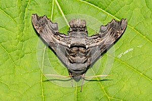 Abbott's Sphinx Moth - Sphecodina abbottii