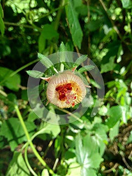 Close up Abelmoschus crinitus Abelmoschus hainanensis, Abelmoschus racemosus, Hibiscus bodinieri, Hibiscus cavaleriei, Hibiscus h