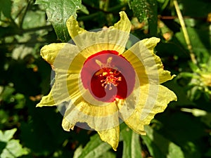 Close up Abelmoschus crinitus Abelmoschus hainanensis, Abelmoschus racemosus, Hibiscus bodinieri, Hibiscus cavaleriei, Hibiscus h