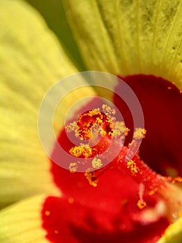 Close up Abelmoschus crinitus Abelmoschus hainanensis, Abelmoschus racemosus, Hibiscus bodinieri, Hibiscus cavaleriei, Hibiscus h