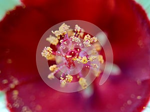 Close up Abelmoschus crinitus Abelmoschus hainanensis, Abelmoschus racemosus, Hibiscus bodinieri, Hibiscus cavaleriei, Hibiscus h