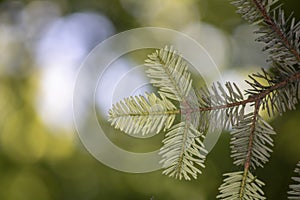 close-up of the abies alba (coniferous) tree. Blurred Background